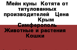 Мейн-куны. Котята от титулованных производителей › Цена ­ 15 000 - Крым, Симферополь Животные и растения » Кошки   